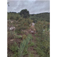 中草药种植2 