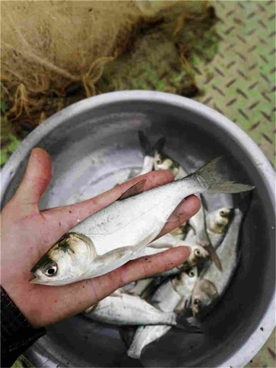 南宁鱼苗基地批发如何销售的