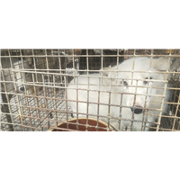 蓝狐养殖3