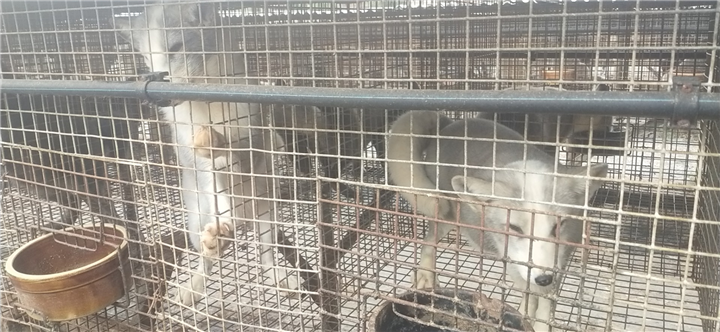 蓝狐养殖1 