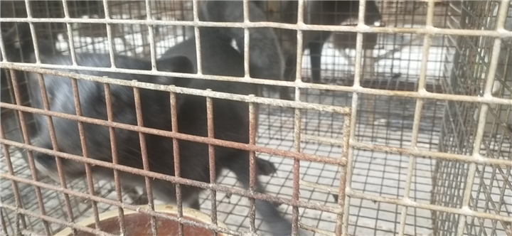 蓝狐养殖4 