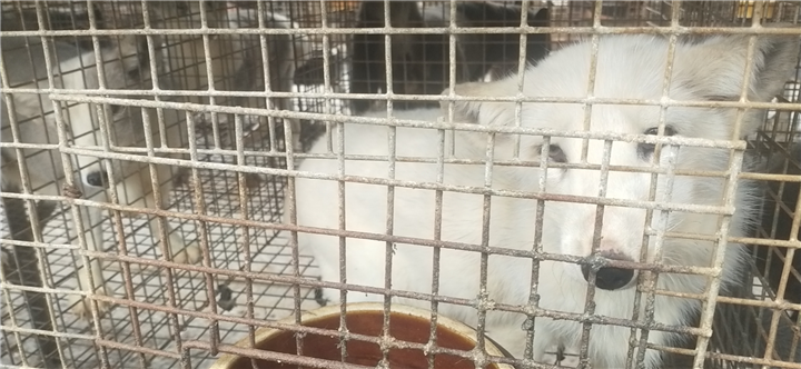 蓝狐养殖3 