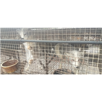 蓝狐养殖1 