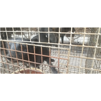 蓝狐养殖4