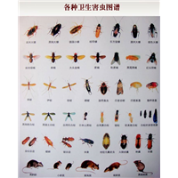 邯郸灭老鼠灭蟑螂灭蚊蝇灭蚂蚁