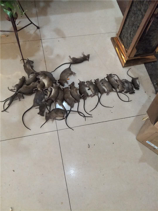 邯郸专业场地消毒杀老鼠杀蟑螂蚊蝇跳蚤灭白蚁 