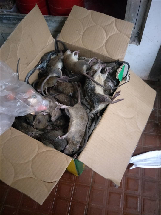 邯郸快速上门一次见效除虫除蚁提供灭鼠除蟑螂等服务 