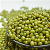 种植绿豆颗粒饱满 