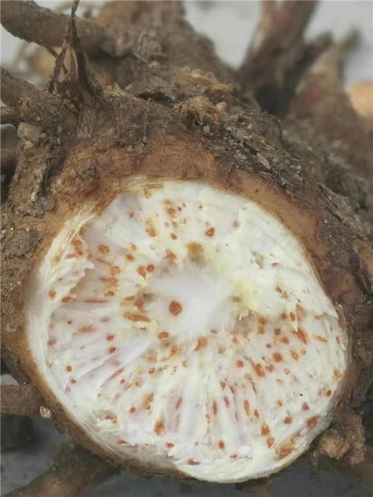 朱沙点苍术 
