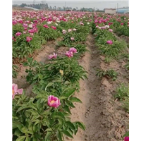 赤芍