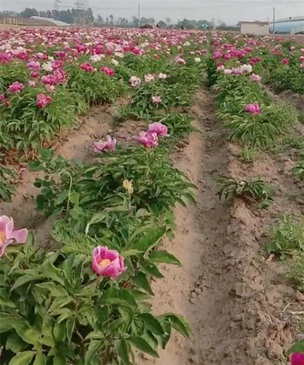 赤芍 