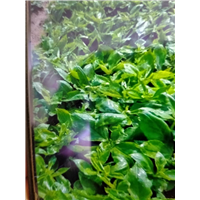 赤芍种植