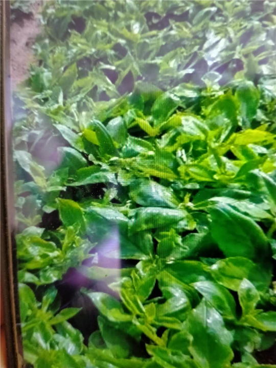 赤芍种植 