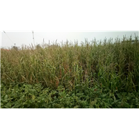 良玉99