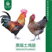 广西黑瑶土鸡苗南宁瑶鸡苗青脚