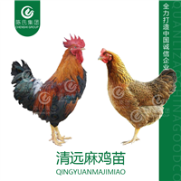 广西青远麻鸡苗南宁瑶鸡苗青脚麻鸡苗批发