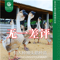 广西CS狮头鹅苗南宁杂交狮头鹅苗杂鹅苗 