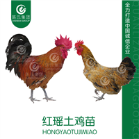 广西红瑶土鸡苗南宁瑶鸡苗青脚