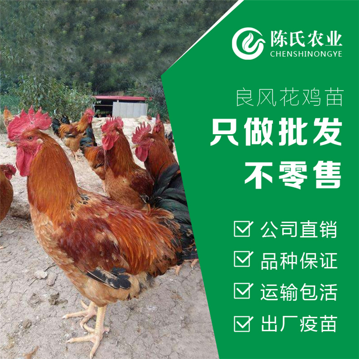 广西良凤花鸡苗南宁瑶鸡苗青脚麻鸡苗批发 
