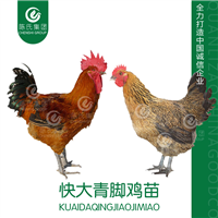广西青脚麻鸡苗南宁瑶鸡苗青脚麻鸡苗批发