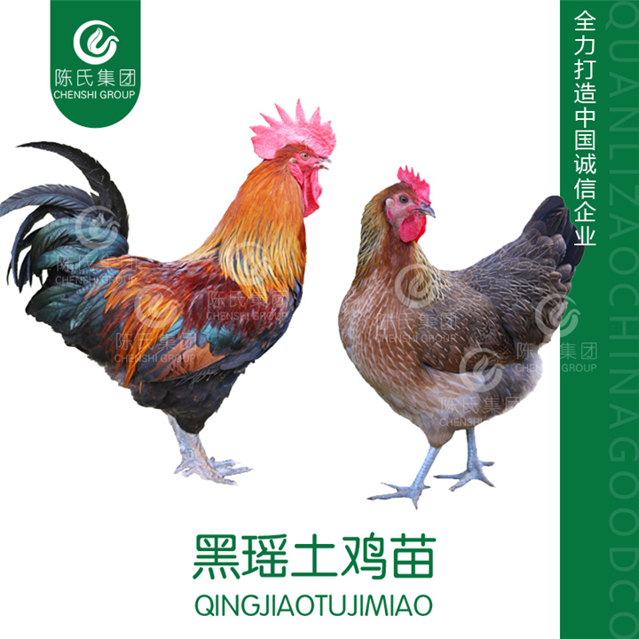 广西黑瑶土鸡苗南宁瑶鸡苗青脚麻鸡苗批发
