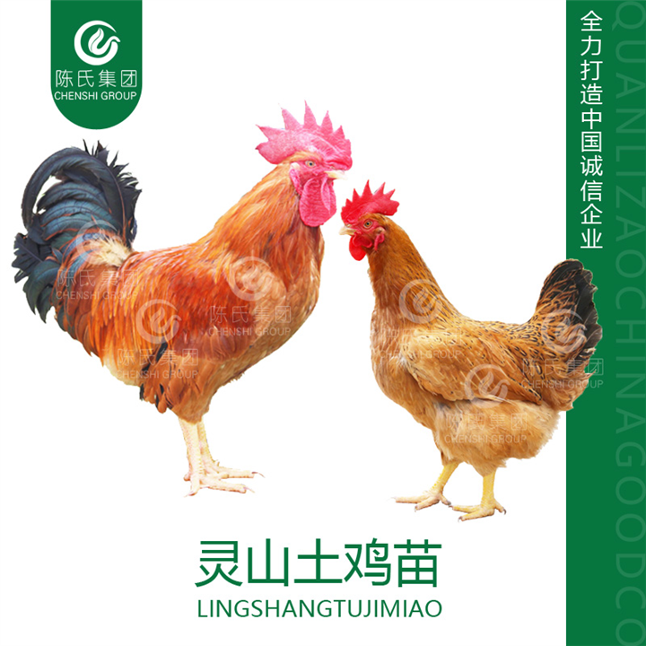 广西灵山土鸡苗南宁瑶鸡苗青脚麻鸡苗批发