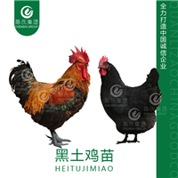 广西黑土鸡苗南宁杂交鸡苗杂土鸡苗批发 