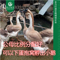 广西狮头鹅苗南宁特大种狮头鹅苗草鹅活体 
