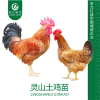 广西灵山土鸡苗南宁瑶鸡苗青脚