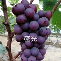 密光葡萄 