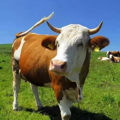 优质肉牛 