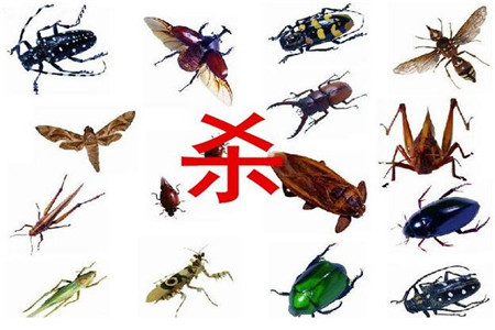 内江灭鼠