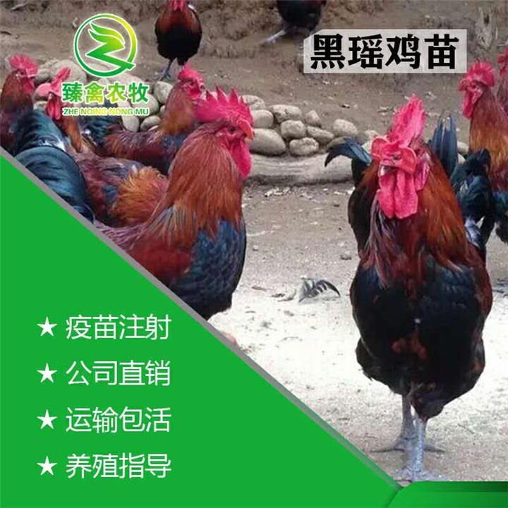 黑瑶鸡苗港丰红瑶幼苗活苗青脚土鸡苗血毛土鸡苗三黄桂香鸡苗包活 