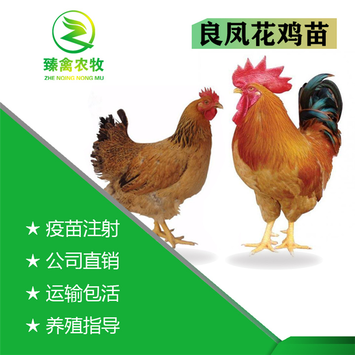 广西优质快大良凤花鸡本地靓苗出售厂家直销出壳包打疫苗 