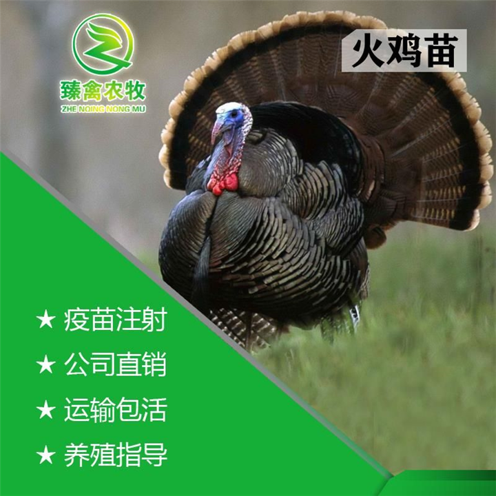 火鸡活体火鸡活苗青铜火鸡贝蒂娜火鸡尼古拉火鸡大种鸡活鸡脱温鸡 