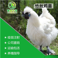 竹丝鸡苗泰和乌鸡苗白凤乌鸡苗