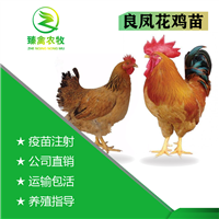 广西优质快大良凤花鸡本地靓苗出售厂家直销出壳包打疫苗 