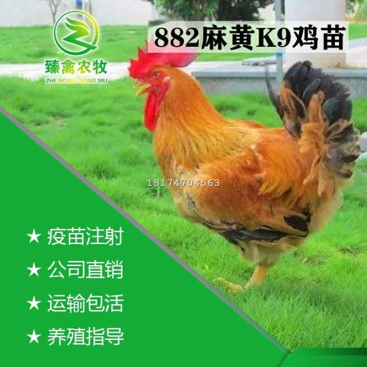 出壳鸡苗快大型K9鸡苗麻黄882鸡苗活体901肉鸡苗包邮 