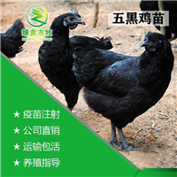 五黑鸡苗五黑鸡活体五黑鸡活苗乌骨鸡活苗五黑一绿鸡绿壳蛋鸡活苗 