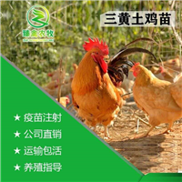 纯种三黄鸡土鸡苗活体草鸡小鸡