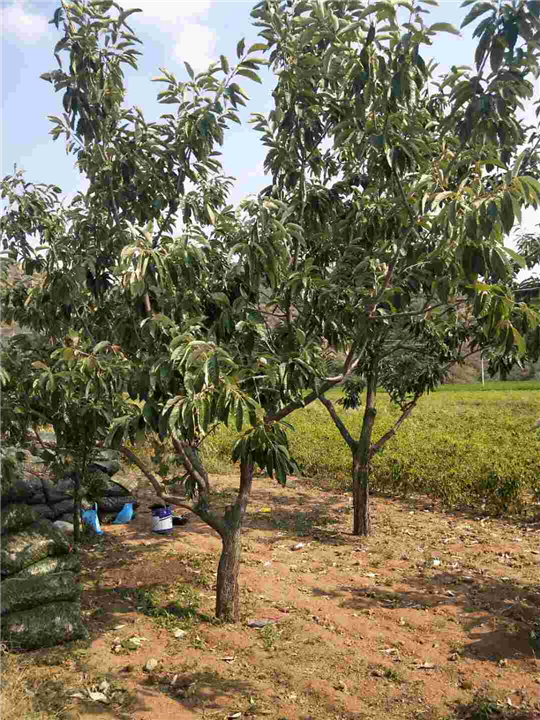 果树种植