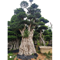 造型小叶榕桩头批发