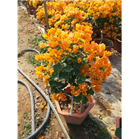 福建黄花三角梅 