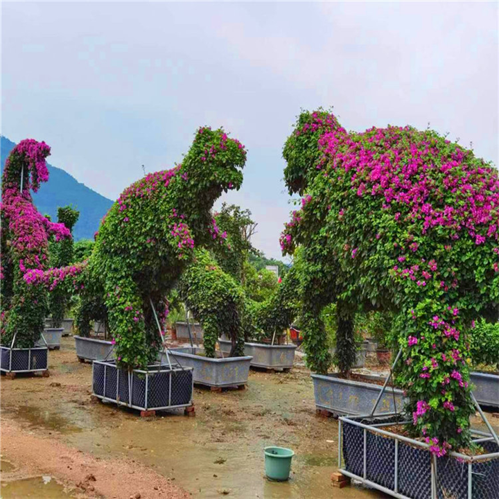 福建三角梅 
