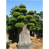 福建小叶榕