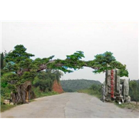 云县假山假树s凤庆塑石假山s