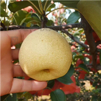优质贡梨