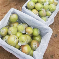 优质玉露香梨 