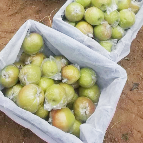 优质玉露香梨 