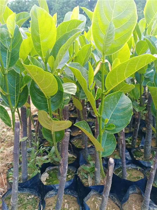 泰国八号菠萝蜜苗